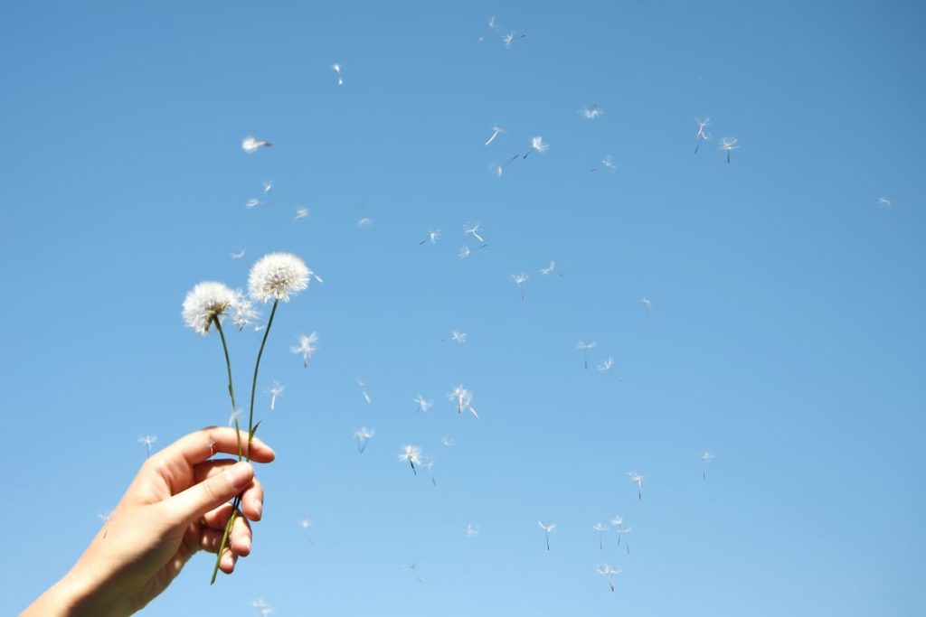 Dandelions